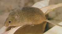 Rat des moissons. Cliquer pour agrandir l'image.
