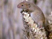 Rat des moissons. Cliquer pour agrandir l'image.