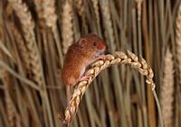 Rat des moissons. Cliquer pour agrandir l'image.