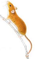Rat des moissons. Dessin. Cliquer pour agrandir l'image.