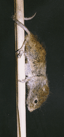 Rat des moissons. Grimpant. Cliquer pour agrandir l'image.