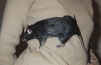 Le rat noir ou rat des champs. Cliquer pour agrandir l'image.