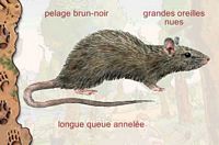 Le rat noir ou rat des champs. Dessin. Cliquer pour agrandir l'image.