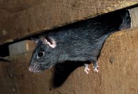 Le rat noir ou rat des champs. Cliquer pour agrandir l'image.