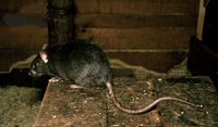 Le rat noir ou rat des champs. Cliquer pour agrandir l'image.