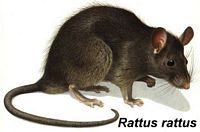 Le rat noir ou rat des champs. Dessin. Cliquer pour agrandir l'image.
