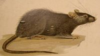 Le rat noir ou rat des champs. Dessin. Cliquer pour agrandir l'image.