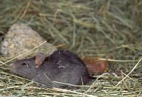 Le rat noir ou rat des champs. Cliquer pour agrandir l'image.