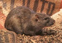Le rat noir ou rat des champs. Grenier. Cliquer pour agrandir l'image.