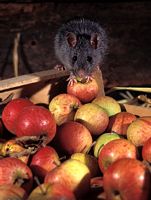 Le rat noir ou rat des champs. Pommes. Cliquer pour agrandir l'image.