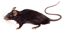 Le rat noir ou rat des champs. Dessin. Cliquer pour agrandir l'image.