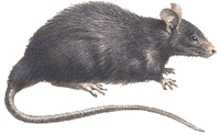 Le rat noir ou rat des champs. Dessin. Cliquer pour agrandir l'image.