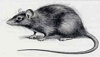 Le rat noir ou rat des champs. Dessin. Cliquer pour agrandir l'image.