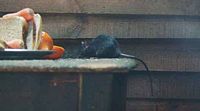 Le rat noir ou rat des champs. Nourriture. Cliquer pour agrandir l'image.