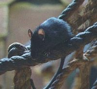 Le rat noir ou rat des champs. Habitat. Cliquer pour agrandir l'image.