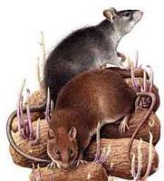 Rats. Noir et brun. Cliquer pour agrandir l'image.