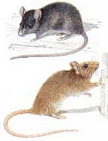 Rats. Dessin. Cliquer pour agrandir l'image.
