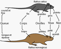 Rats. Noir et brun. Cliquer pour agrandir l'image.
