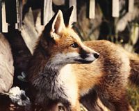 Renard roux. Cliquer pour agrandir l'image.