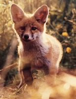 Renard roux. Renardeau. Cliquer pour agrandir l'image.