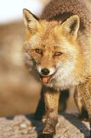 Renard roux. Renard adulte. Cliquer pour agrandir l'image.