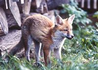 Renard roux. Renard jeune. Cliquer pour agrandir l'image.