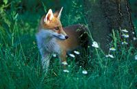 Renard roux. Cliquer pour agrandir l'image.