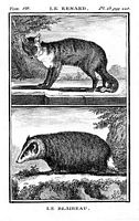 Renard roux. Renardeau. Cliquer pour agrandir l'image.