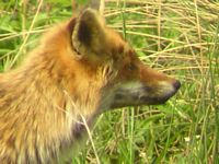 Renard roux. Cliquer pour agrandir l'image.