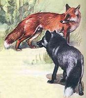 Renard roux. Aquarelle. Cliquer pour agrandir l'image.