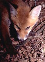 Renard roux. Cliquer pour agrandir l'image.
