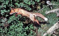 Renard roux. Cliquer pour agrandir l'image.