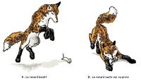 Renard roux. Dessin. Cliquer pour agrandir l'image.