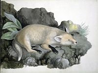 Renard roux. Aquarelle. Cliquer pour agrandir l'image.