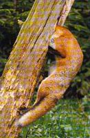 Renard roux. Grimpant. Cliquer pour agrandir l'image.