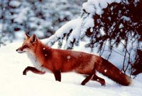 Renard roux. Hiver. Cliquer pour agrandir l'image.