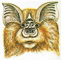 Rhinolophe de Méhély. Dessin. Cliquer pour agrandir l'image.