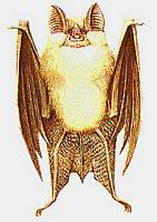 Rhinolophe euryale. Dessin. Cliquer pour agrandir l'image.