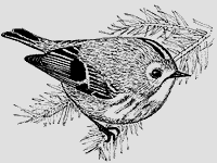Roitelet huppé. Dessin. Cliquer pour agrandir l'image.