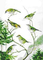 Roitelet huppé. Planche d'identification. Cliquer pour agrandir l'image.