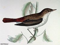 Rossignol philomèle. Dessin. Cliquer pour agrandir l'image.