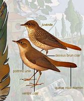 Rossignol philomèle. Planche d'identification. Cliquer pour agrandir l'image.