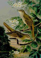 Rossignol philomèle. Planche d'identification Naumann. Cliquer pour agrandir l'image.