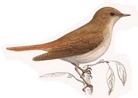 Rossignol philomèle. Dessin. Cliquer pour agrandir l'image.