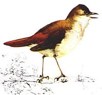 Rossignol philomèle. Dessin. Cliquer pour agrandir l'image.