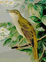 Rossignol philomèle. Planche d'identification Naumann. Cliquer pour agrandir l'image.