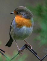 Rougegorge familier. Cliquer pour agrandir l'image.