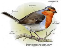 Rougegorge familier. Dessin. Cliquer pour agrandir l'image.