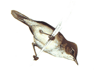 Rousserolle effarvatte. Cliquer pour agrandir l'image.