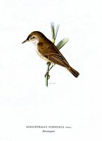 Rousserolle effarvatte. Planche d'identification von Wright. Cliquer pour agrandir l'image.